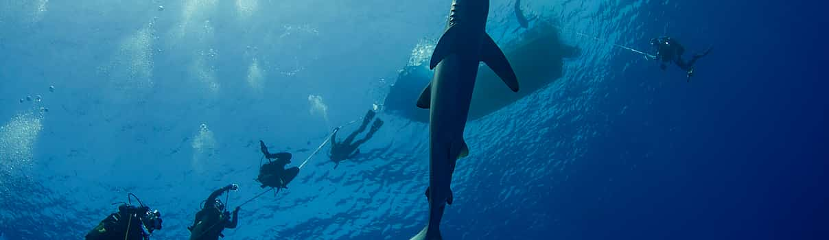 Foto 1 8 días de buceo en las Azores