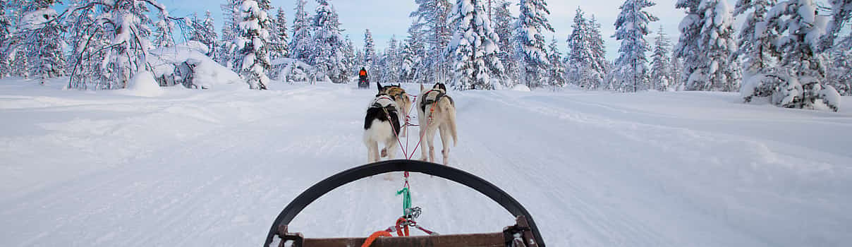 Photo 1 Dog Sledding Tour