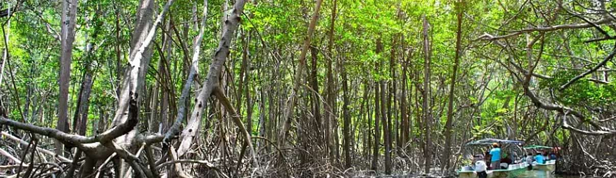 Photo 1 Mangrove Exploration Tour