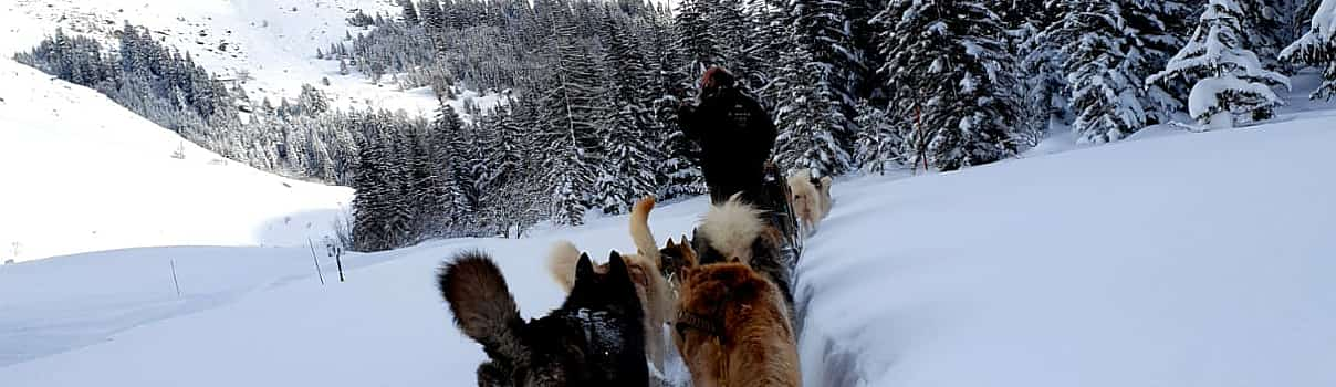 Photo 1 Dog Sledding Experience