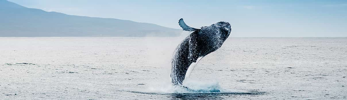 Foto 1 Excursión clásica a Reykjavik para avistar ballenas