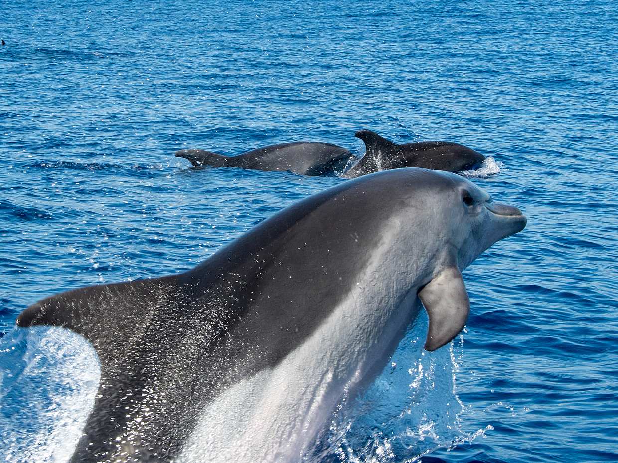 Excursión de medio día en catamarán desde Funchal en Madeira, Portugal, photo 4