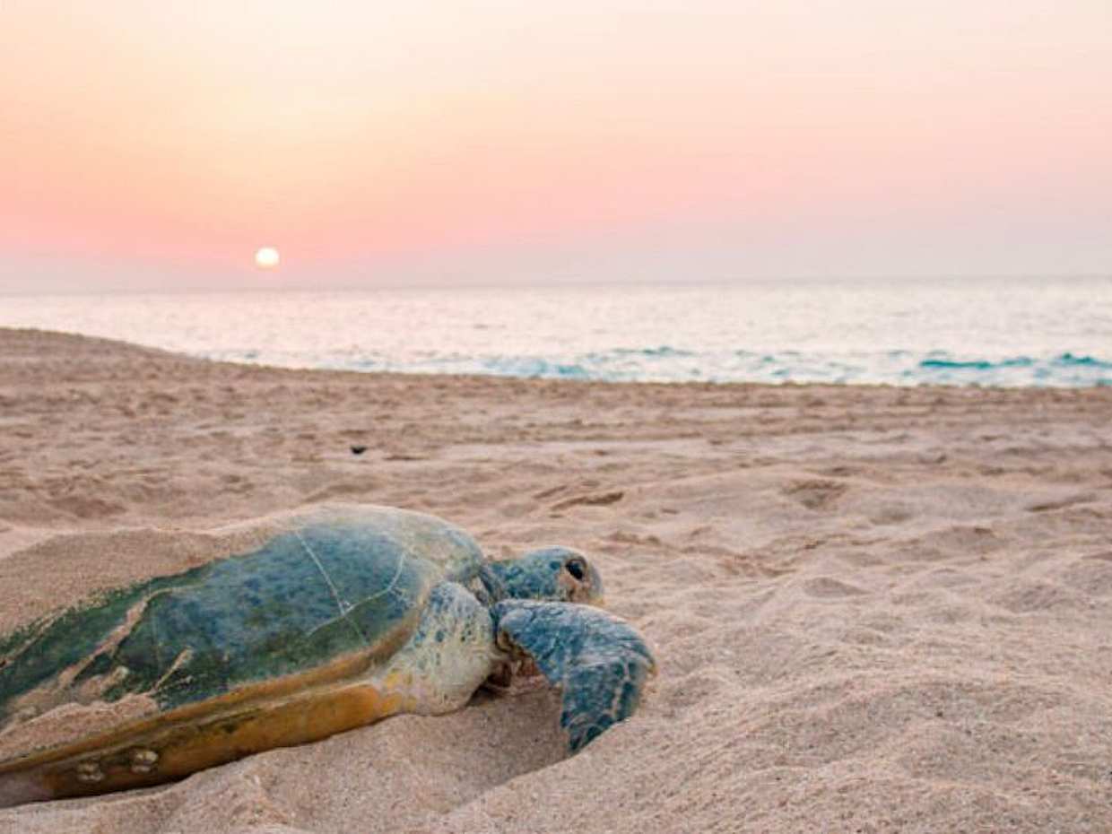 Dolfijn & schildpadden tour in Muscat, Oman, photo 2