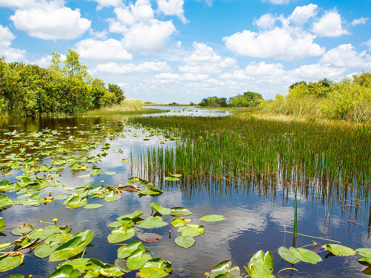 Everglades Holiday Park Tour, photo 4