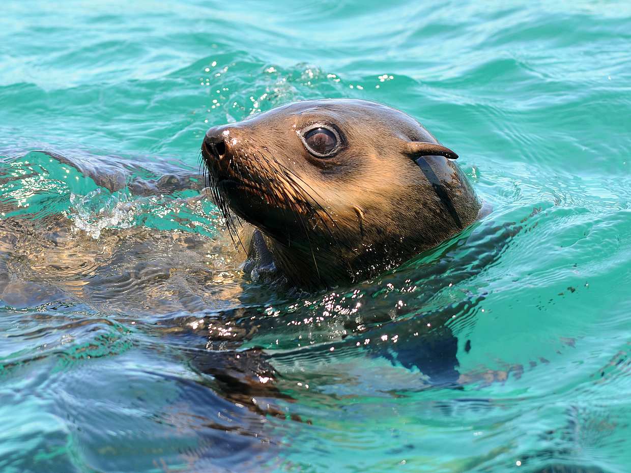 Marine Big Five Tour from Cape Town, photo 3