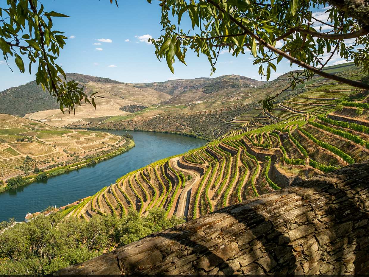 Ruta del Vino del Valle del Duero con Barco y Almuerzo