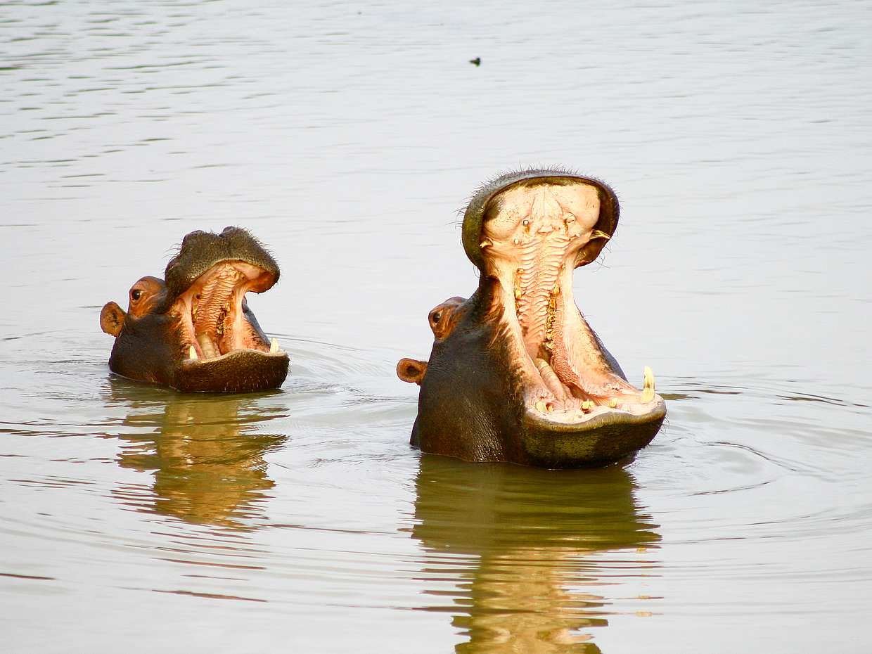 For Couples: Overnight Stay at Lodge at Private Game Reserve, photo 2