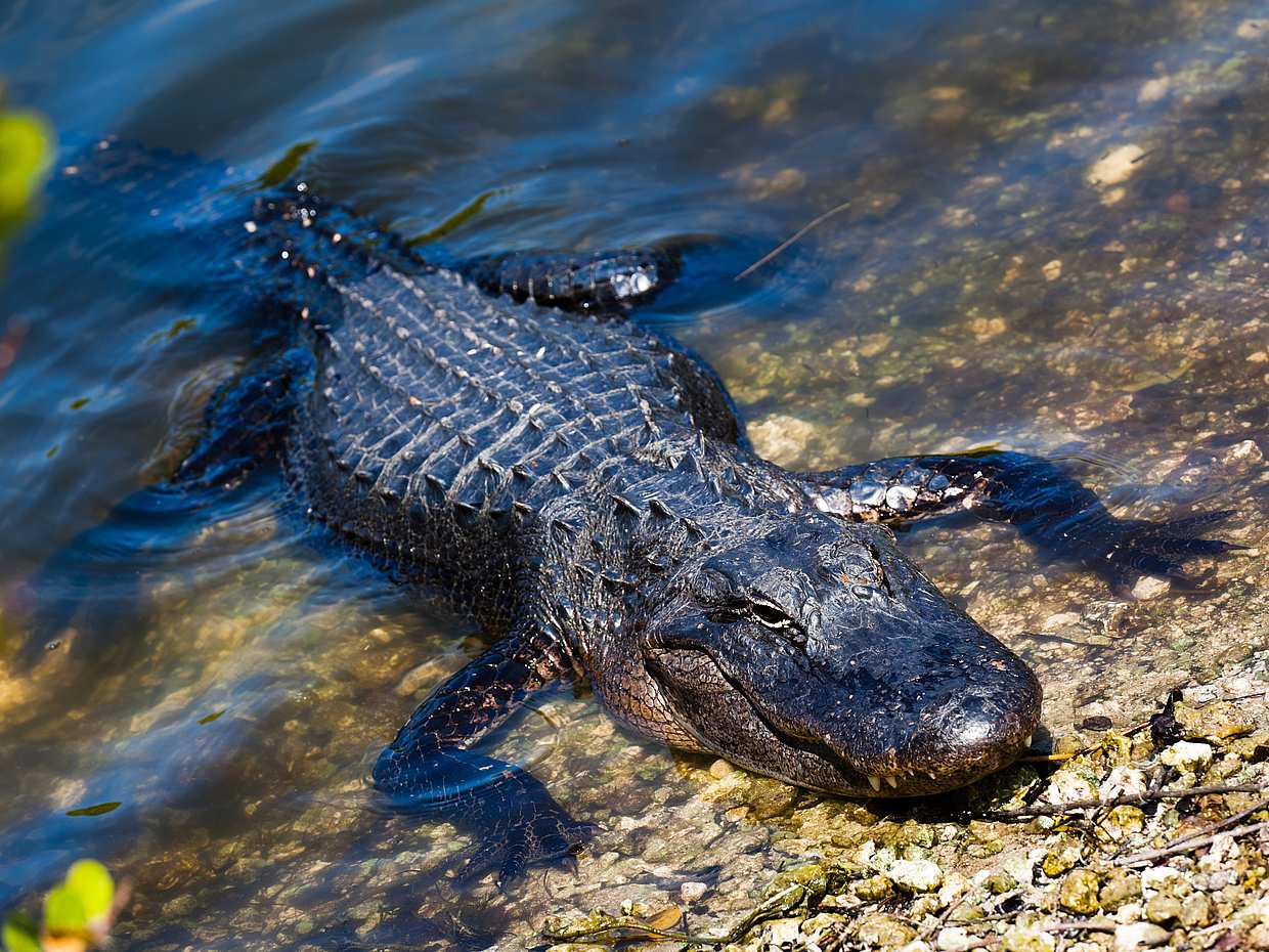 Everglades Holiday Park Tour, photo 3