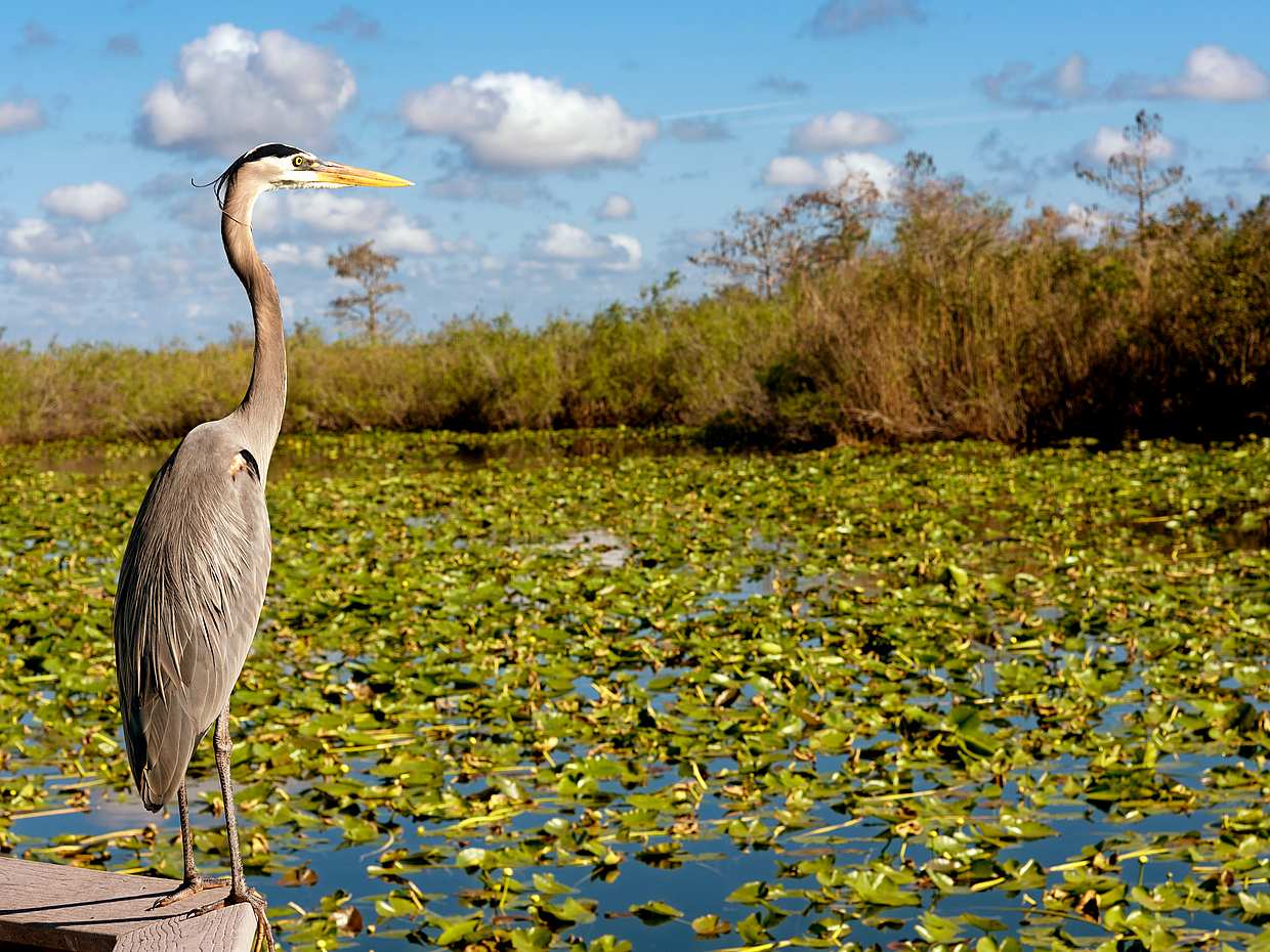 Everglades Holiday Park Tour, photo 2