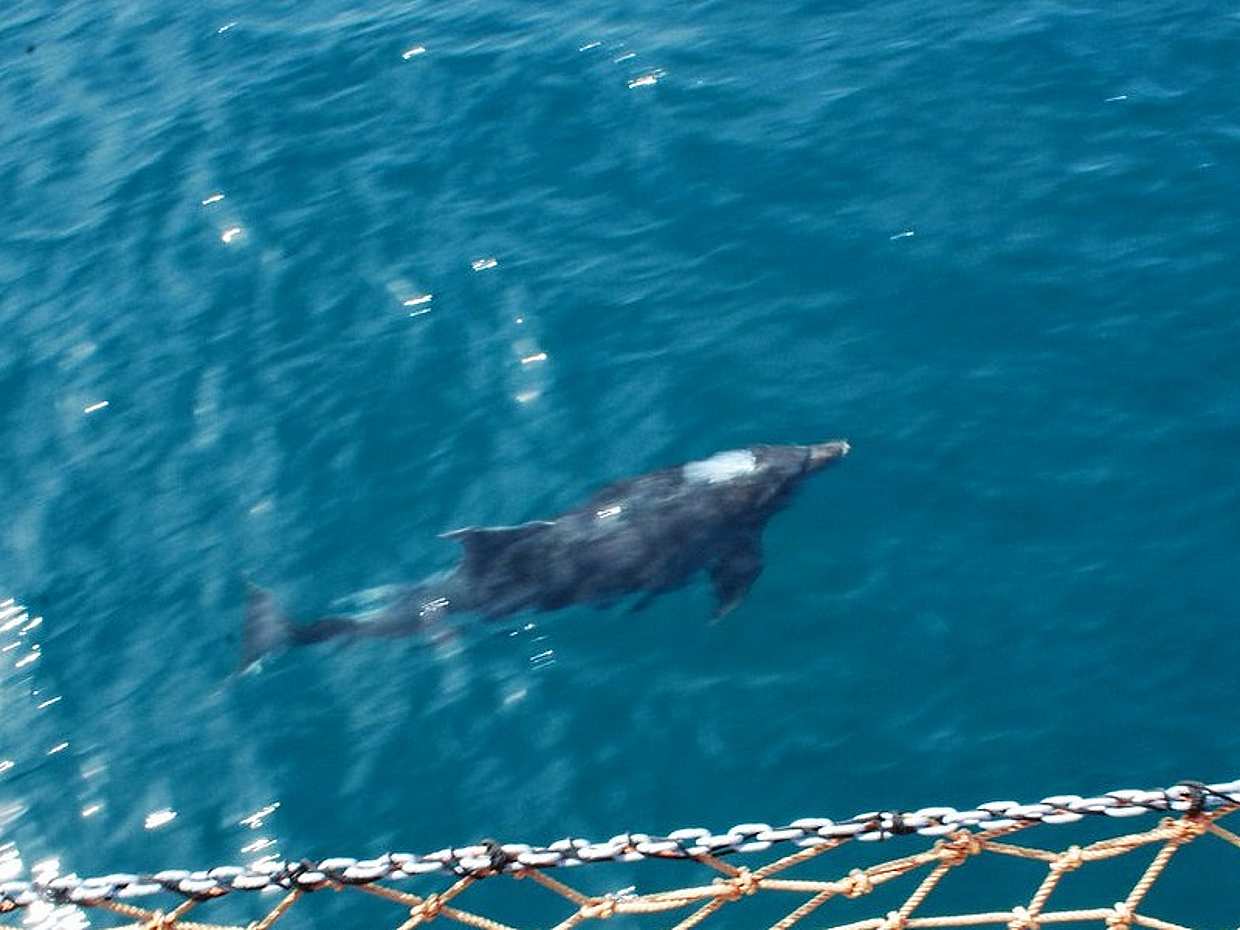 Kreuzfahrt zur Delfininsel in Side, Türkiye, photo 4