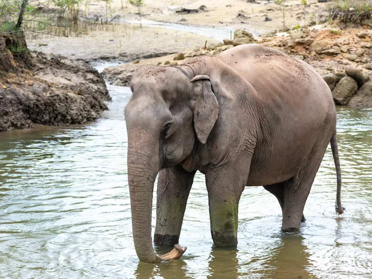 Rafting no Rio Khao Sok com Santuário de Elefantes e Almoço