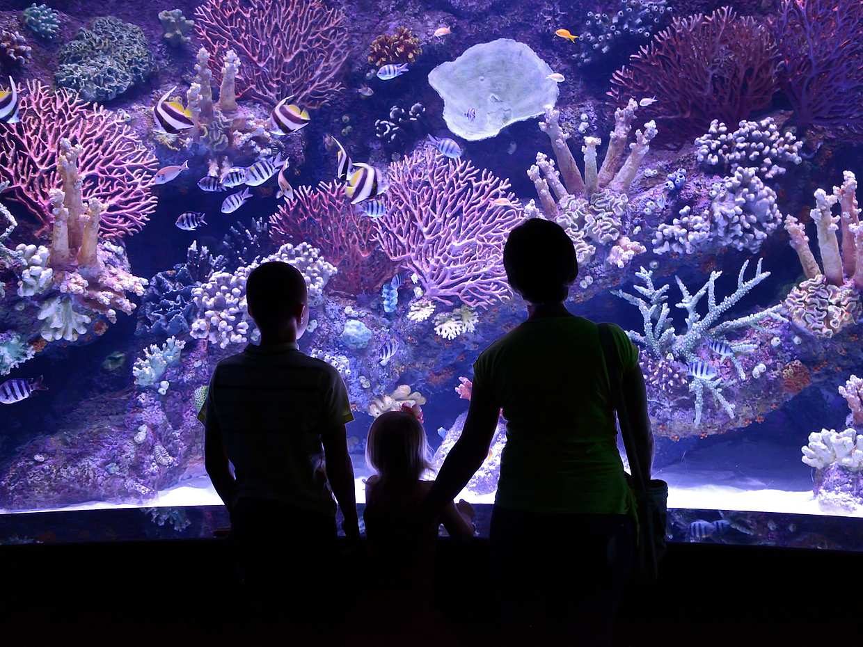 Aquarium Tour von Antalya aus