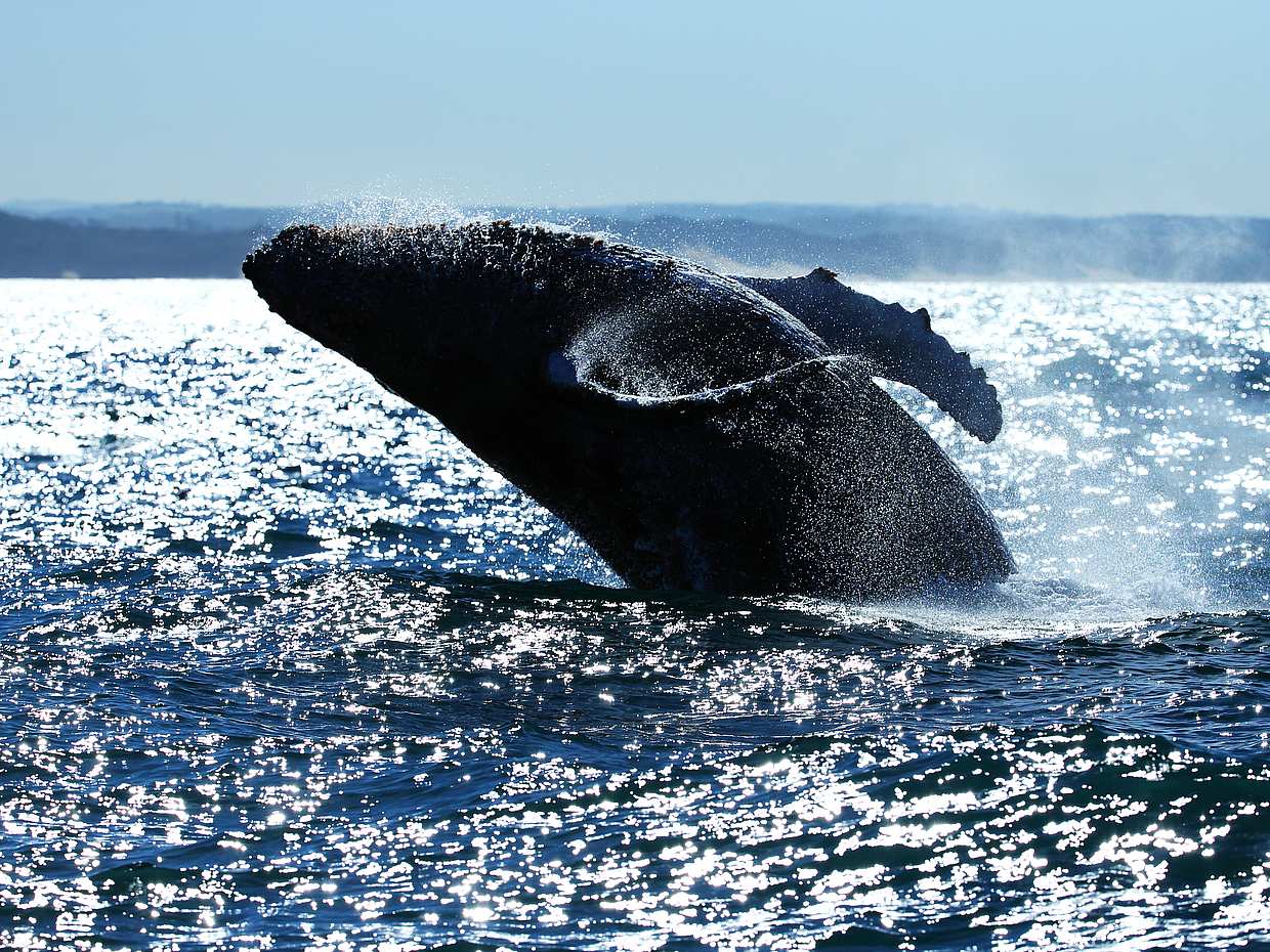 Marine Big Five Tour from Cape Town, photo 2