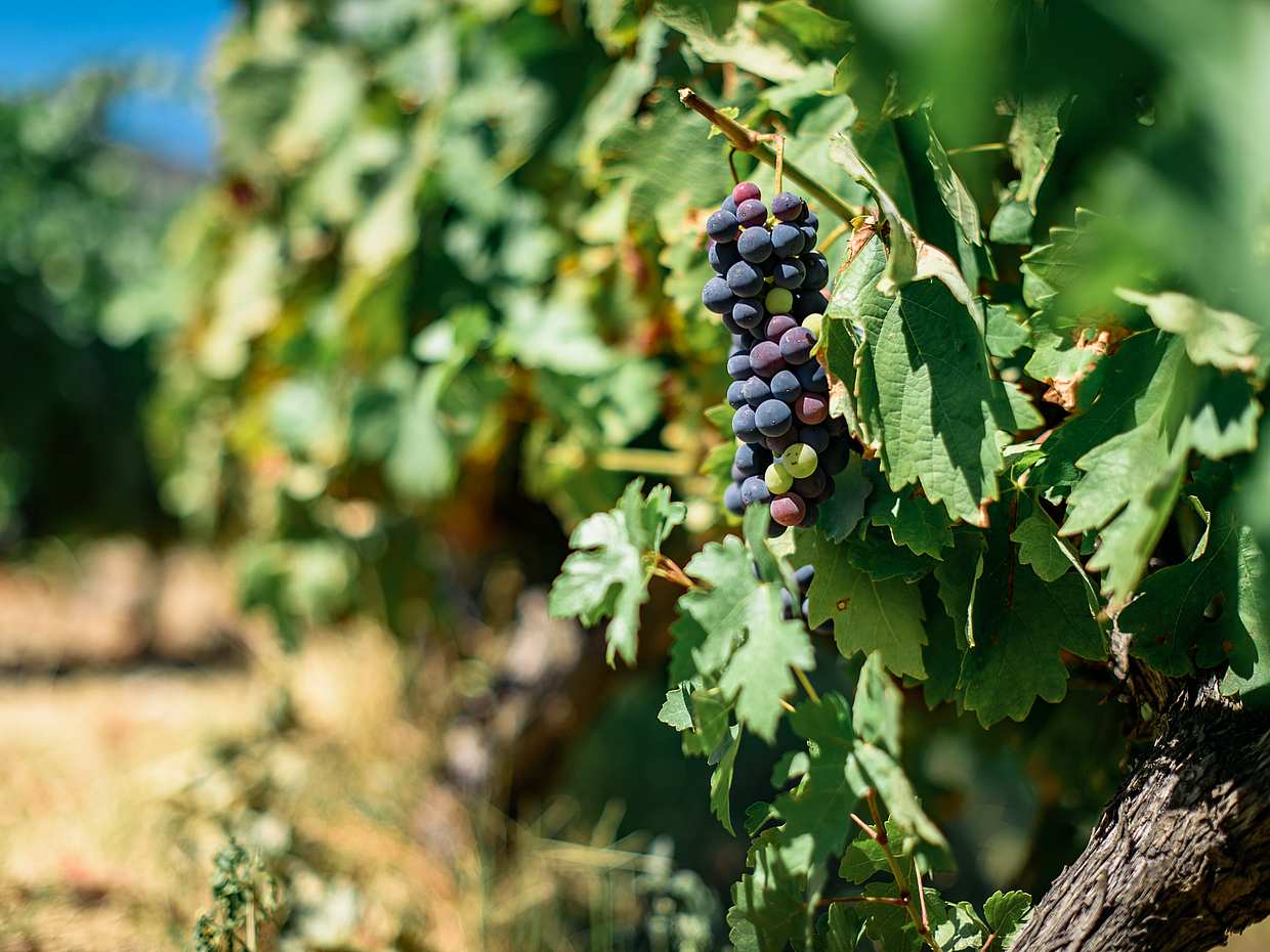 Douro Valley Wine Tour with Lunch, photo 2