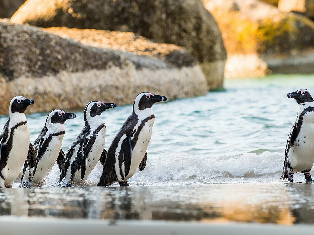 Çiftler İçin: Cape Peninsula Penguenleri Özel Rehberli Gezi Turu, photo 3
