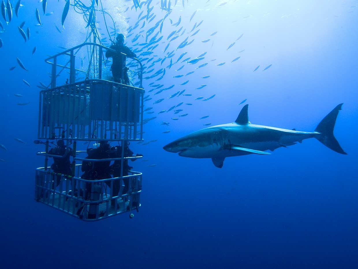 Shark Cage Diving from Cape Town, South Africa