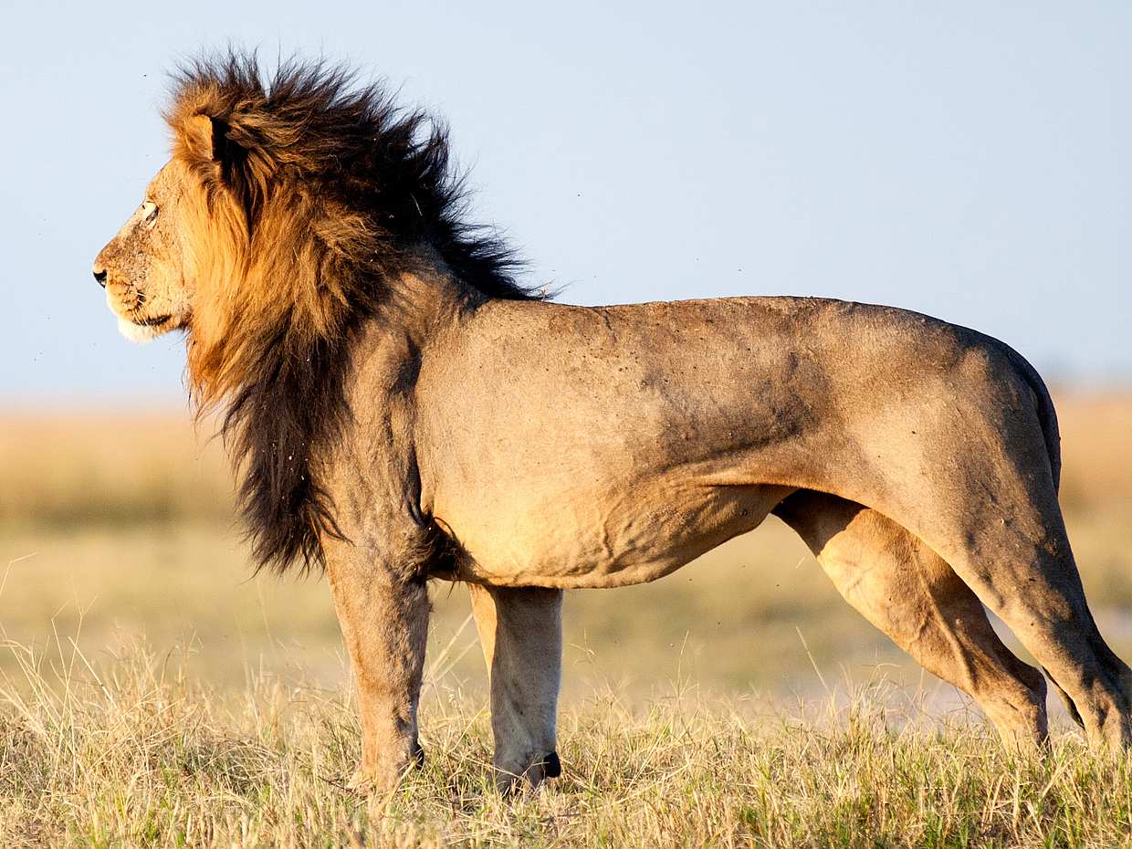 Sunset Safari at Aquila Game Reserve with Optional Transfer from Cape Town, photo 2