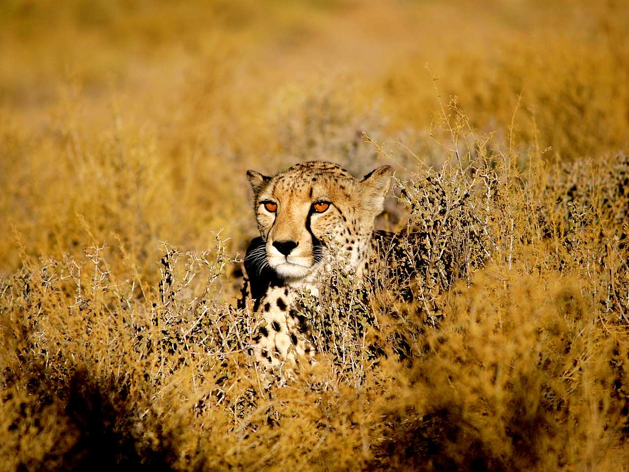 For Couples: Overnight Stay at Lodge at Private Game Reserve, photo 5