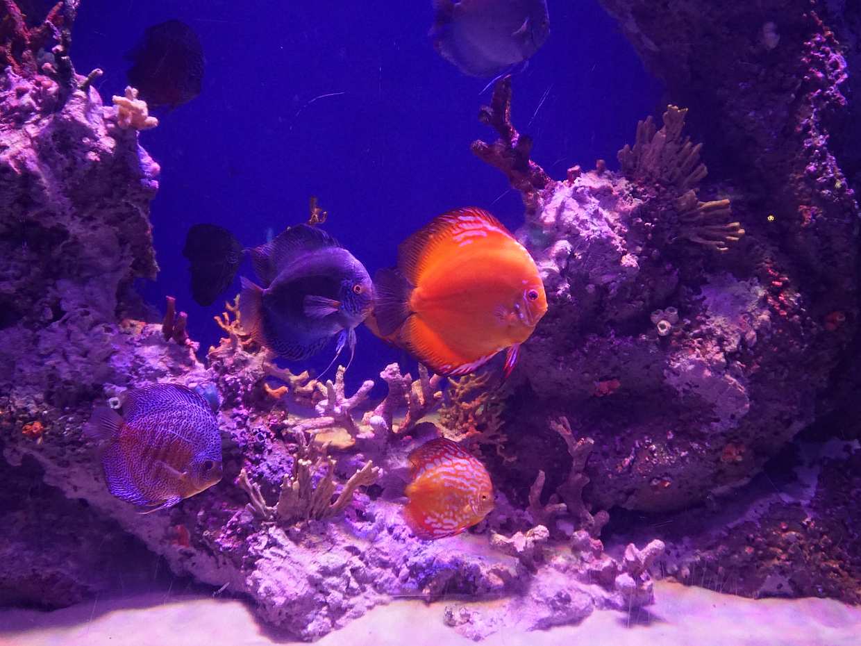 Aquarium Tour von Antalya aus, photo 3