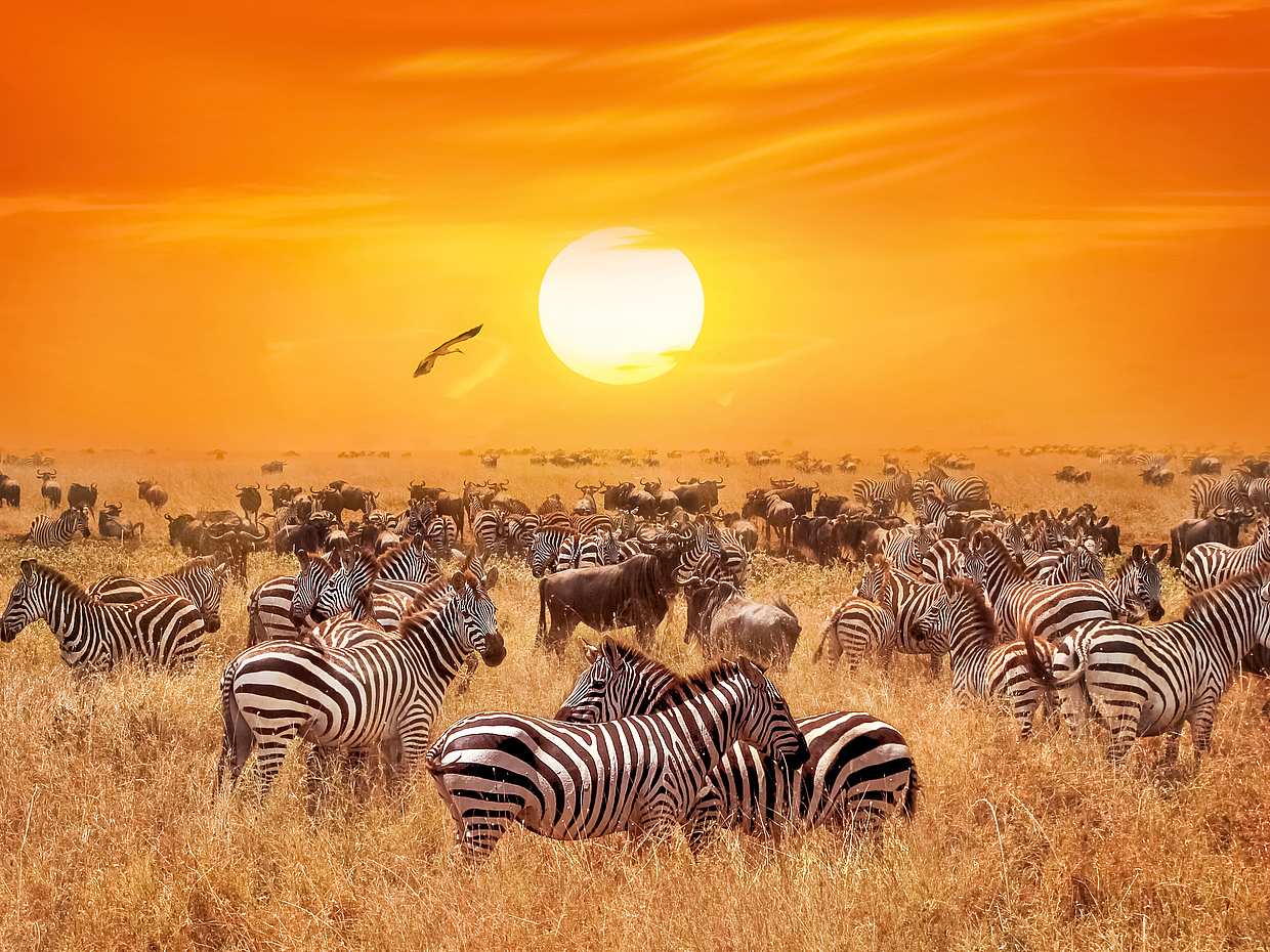 Sunset Safari at Aquila Game Reserve with Optional Transfer from Cape Town, photo 3