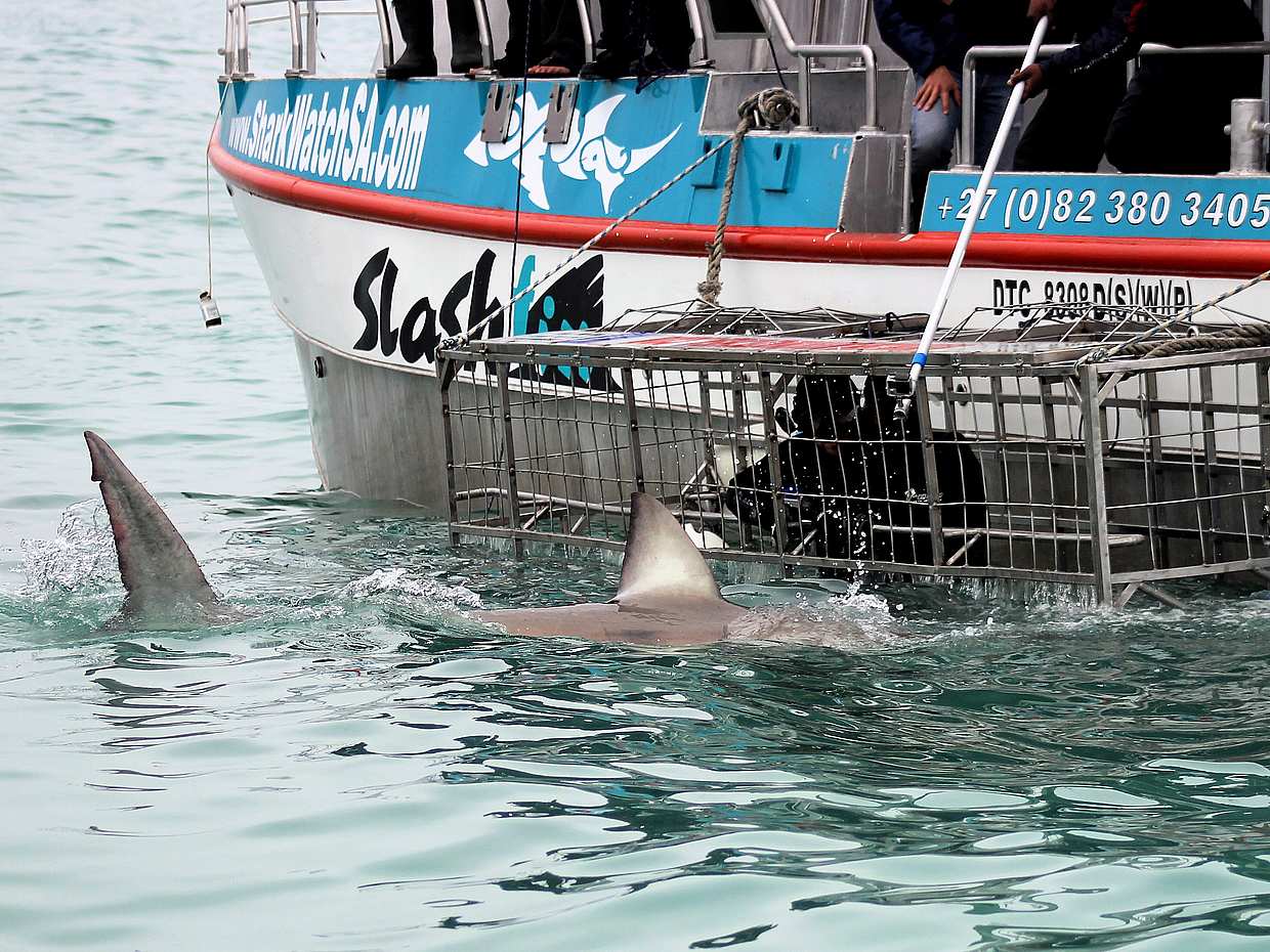 Shark Cage Diving from Cape Town, South Africa, photo 3
