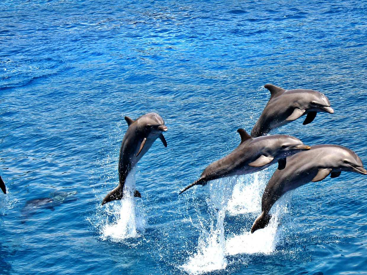 Marine Big Five Tour from Cape Town