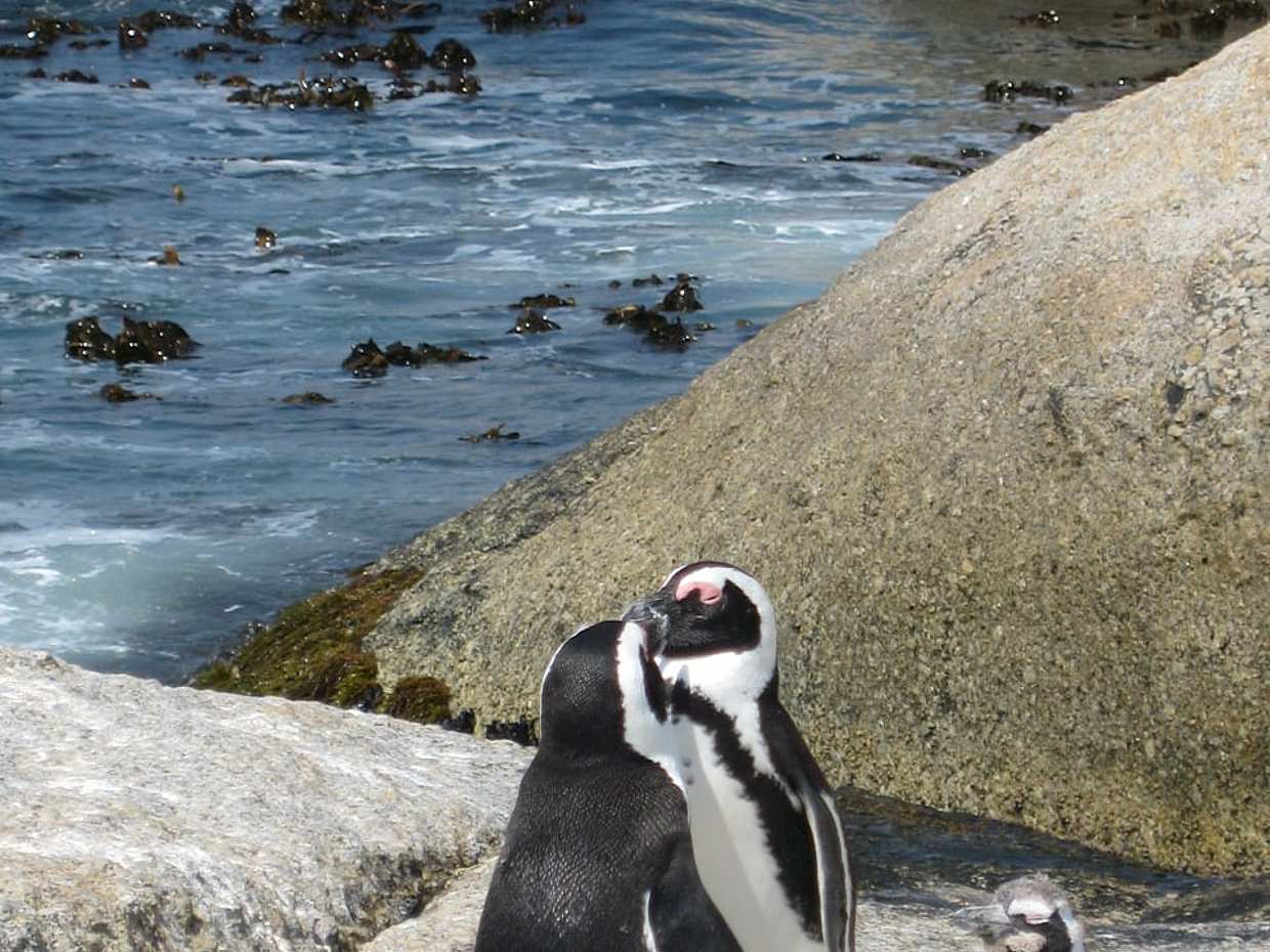 Çiftler İçin: Cape Peninsula Penguenleri Özel Rehberli Gezi Turu