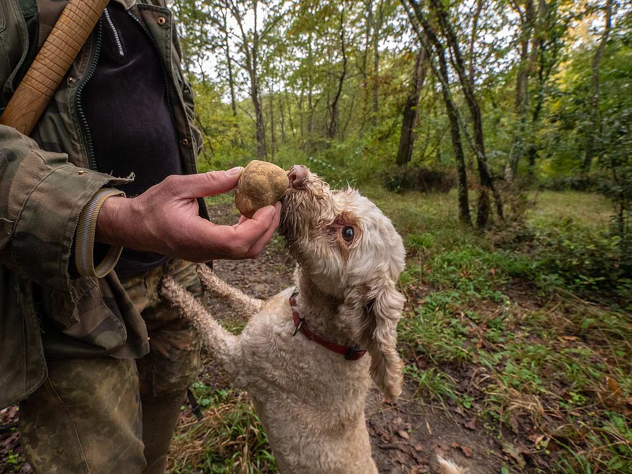 Truffle Hunting, Lunch, Wine and Evo Oil Tasting in San Gimignano, Italy