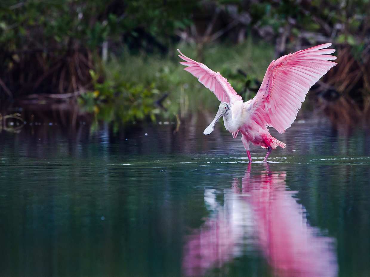 Everglades Holiday Park Tour