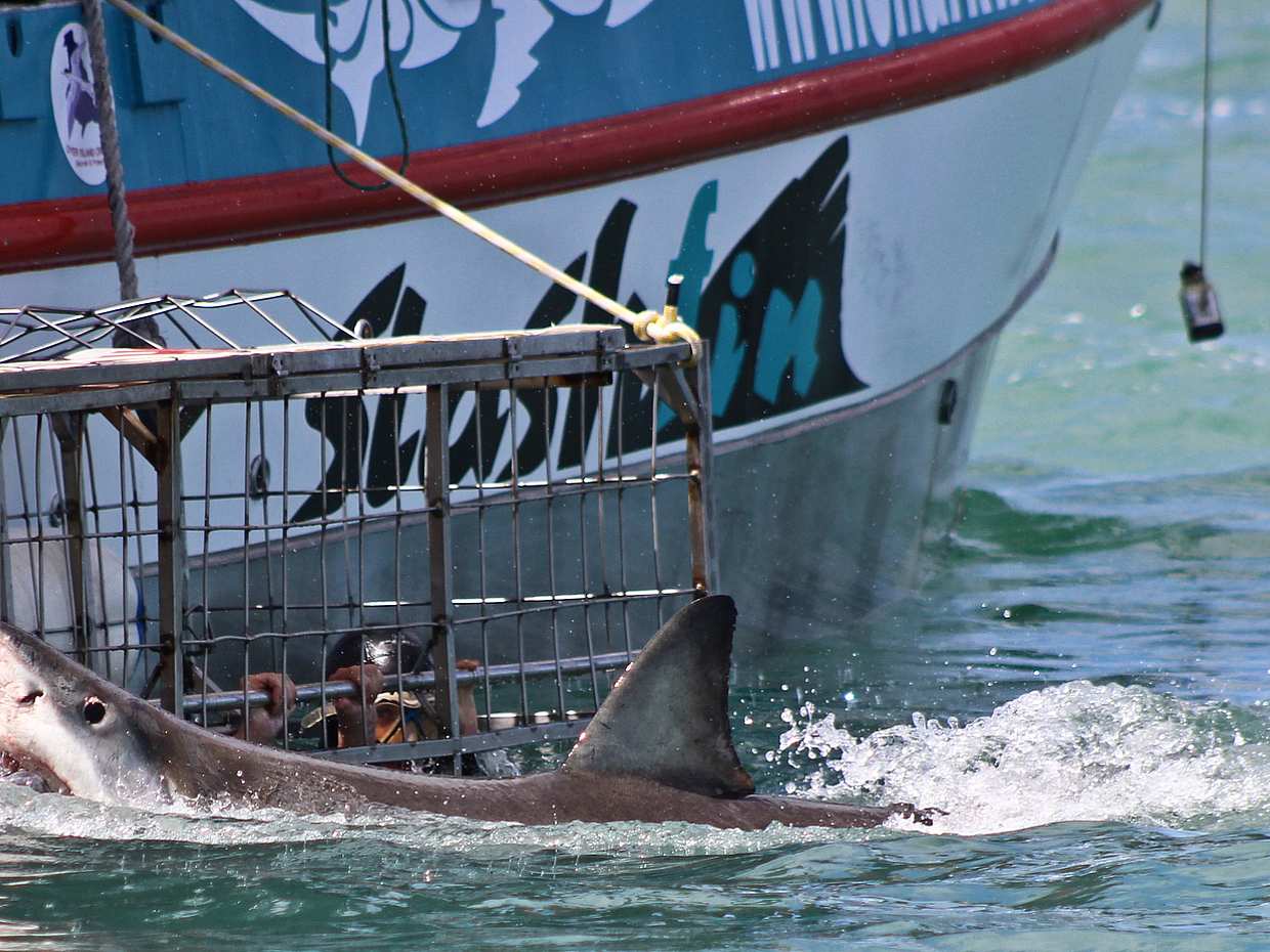 Shark Cage Diving from Cape Town, South Africa, photo 4
