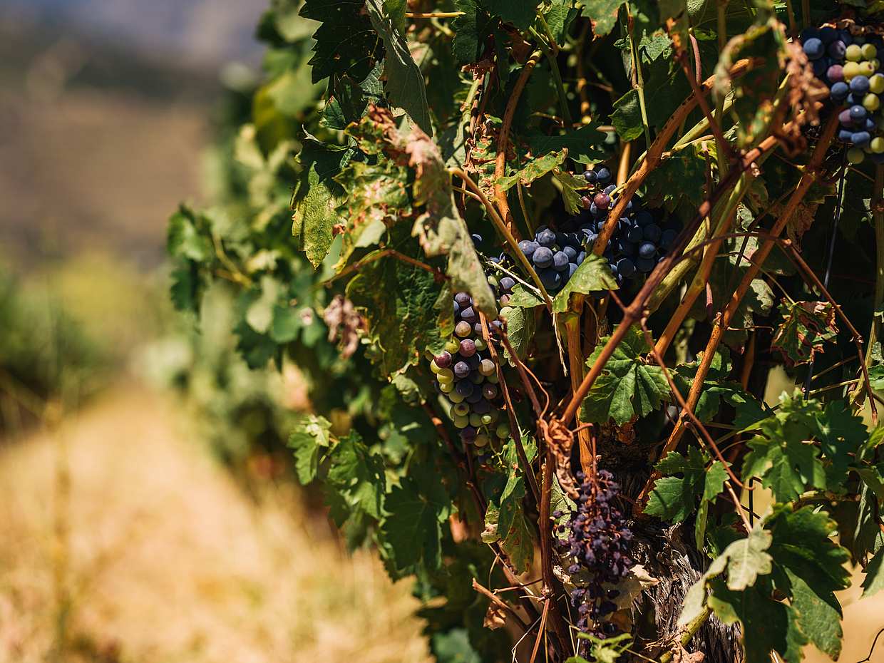 Douro Valley Wine Tour with Lunch, photo 5