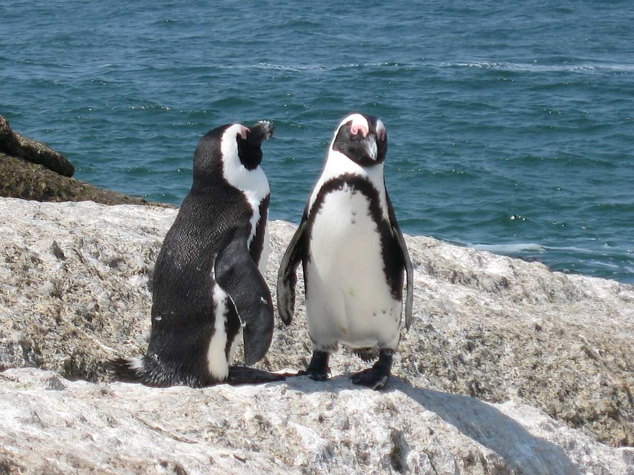 Çiftler İçin: Cape Peninsula Penguenleri Özel Rehberli Gezi Turu, photo 2