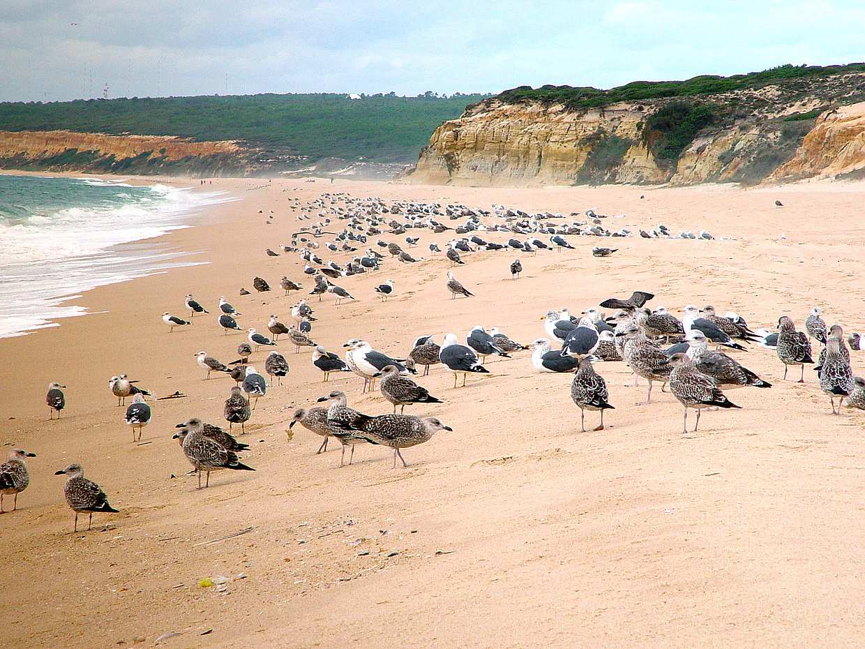 Mittagspause in Meco Beach