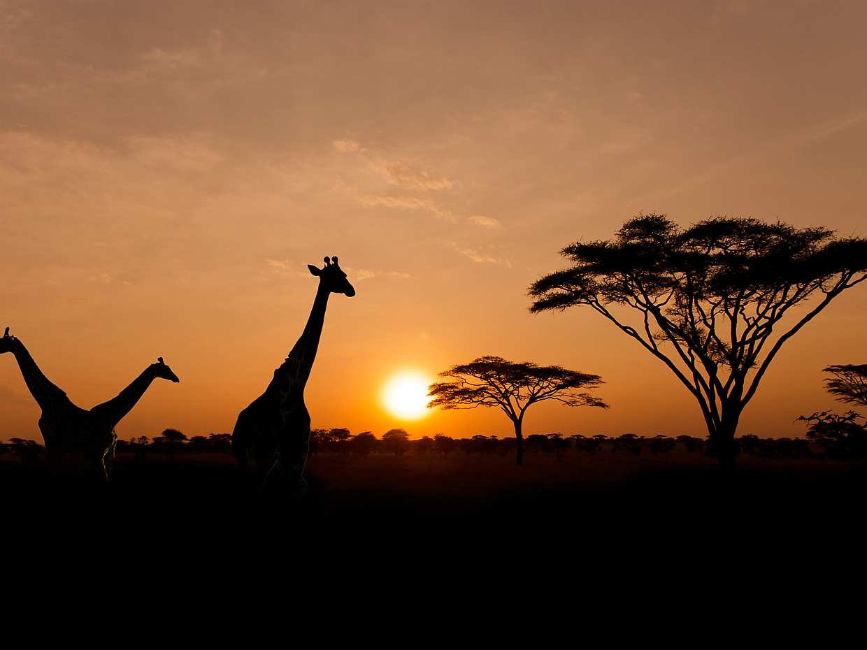 Sunset Safari at Aquila Game Reserve with Optional Transfer from Cape Town