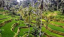 Photo 4 Best of Ubud: Nature, Temple, Waterfall and Rice Terrace