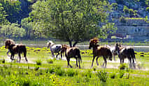 Foto 3 Podgorica Historische, Safari und Weinkeller Tour - Skadar See und Fluss Crnojevica