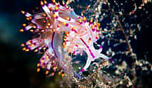 Photo 4 Diving Experience in Antalya