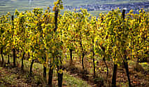 Photo 4 Private Full Day Trip of Alsace Wine Tour from Strasbourg