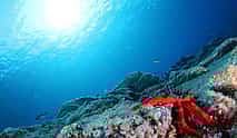 صورة 3 Garajau Marine Reserve Diving Experience