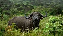 Photo 3 Arusha National Park Full-day Tour