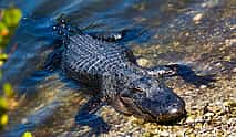 Фото 3 Everglades Holiday Park Tour