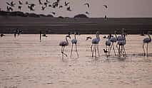 Photo 4 Agadir Horse Riding and Flamingo River