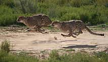 Photo 4 Exclusive Romantic Overnight Stay with Safaris for Couples at Ambassador Chalet
