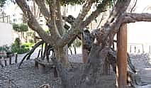 Photo 4 Special tour to: The Coptic Cairo with Lunch