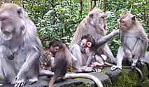 Fotoğraf 3 Ubud All Inclusive Tour: Best of Ubud
