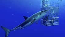 Photo 3 Shark Cage Diving