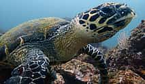 Photo 3 Scuba Diving at the Catalina Islands, Costa Rica