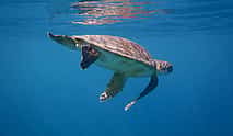 Photo 3 Diving Experience in Antalya
