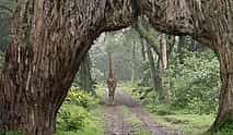 Foto 4 Excursión de día completo al Parque Nacional de Arusha