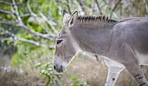 Photo 4 Safari Day Tour to Wadi El Gamal National Park from Marsa Alam